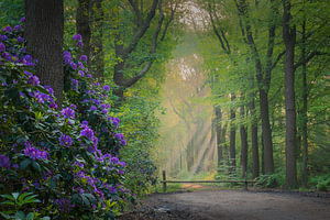 Rododendrons.