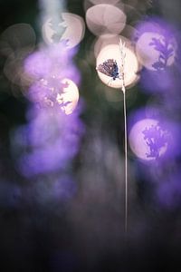 La joie de vivre au milieu de la pourpre