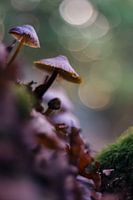 Paddenstoelen