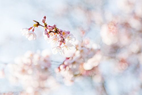 Lente Bloesem