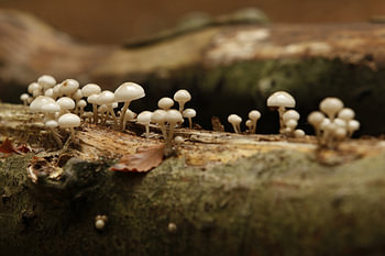 paddestoelen op boomstronk