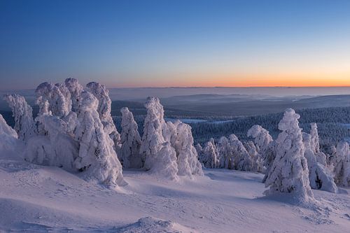 Winter firs by Patrice von Collani