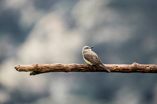 Rust op de Tak Vogel in Harmonie