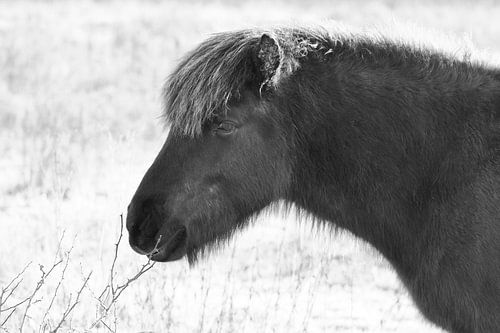 Paard in de sneeuw