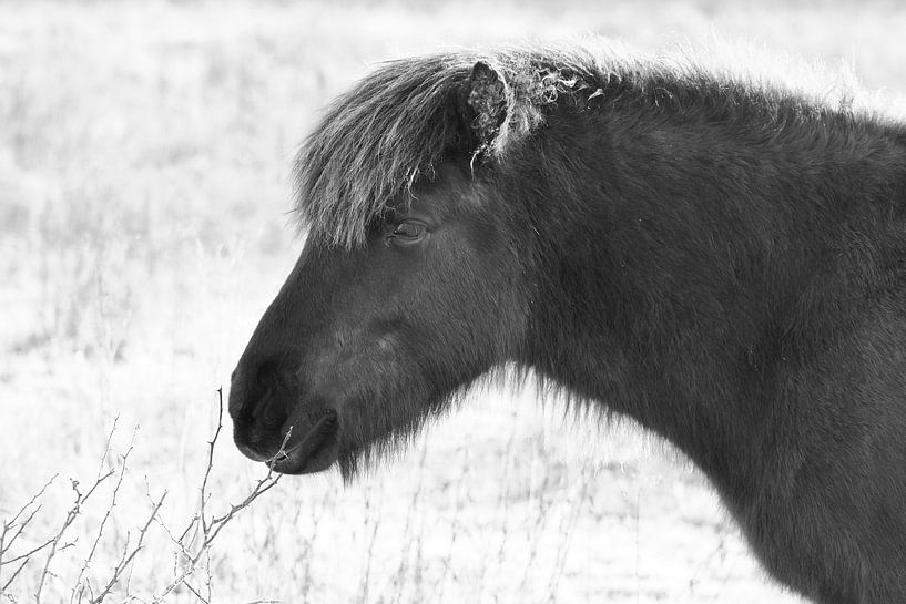 Pferd im Schnee von Astrid Brouwers
