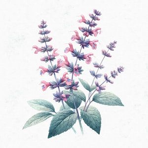 Parfum de sagesse - sauge en fleur