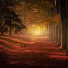 Herfst bomenlaan van Erwin Stevens
