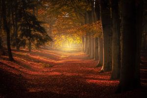 Herfst bomenlaan Loonse en drunense duinen van Erwin Stevens