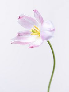 Rosa Tulpe