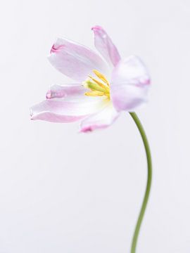 Pink tulip by Mariska Vereijken