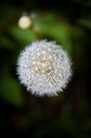 Paardenbloem