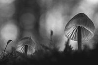 Soft in Schwarz und Weiß