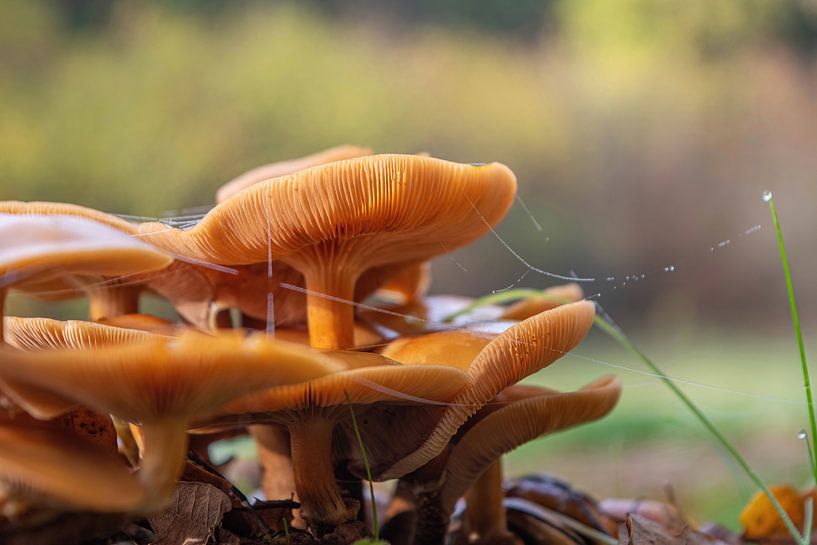 Champignons par Tomas S.