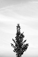 Arbre avec feuilles noir et blanc