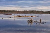 Bois mort sur le lac