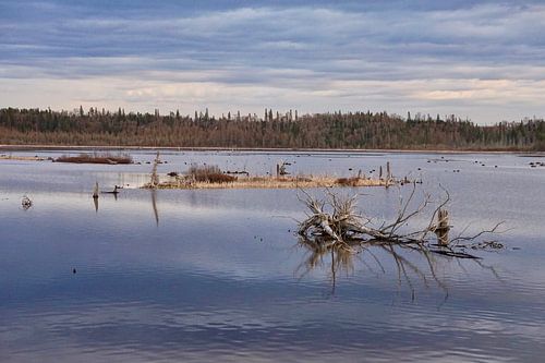 Dead wood on lake