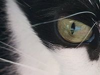 Kattenoog