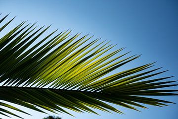 palmblad 2 van Nienke Stegeman