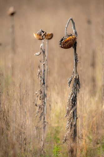 Brown dried up sunflower