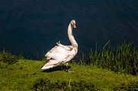 witte zwaan