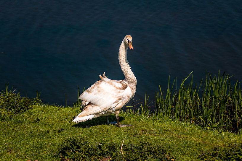 weißer Schwan von Frank Ketelaar