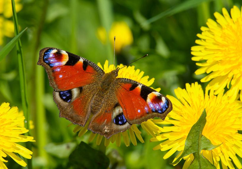 Peacock on Dandelion by Remco Van Daalen