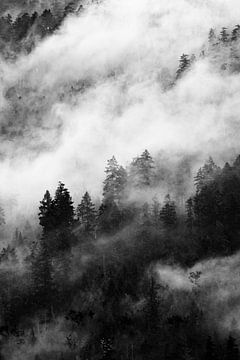 Dunkler Wald mit Nebel - Schwarz-Weiß-Fotografie | Kanada Natur von Marit Hilarius