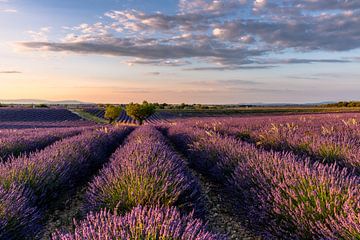 Lavender Blossom in the South of France by Achim Thomae