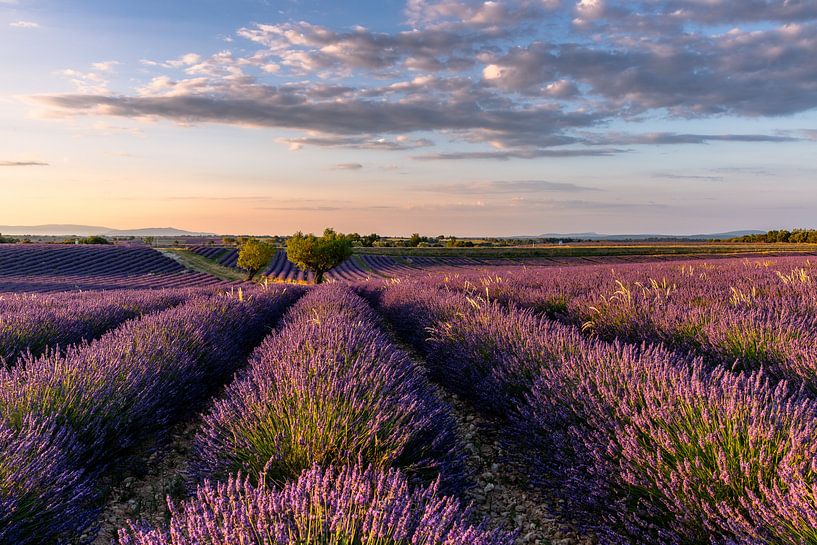 Lavendelblüte in Südfrankreich von Achim Thomae