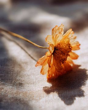 Goudlicht op droge bloem