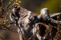 Kudu im Krüger Nationalpark von VIDEOMUNDUM Miniaturansicht