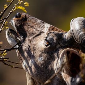 Kudu in Kruger Nationaal Park van VIDEOMUNDUM