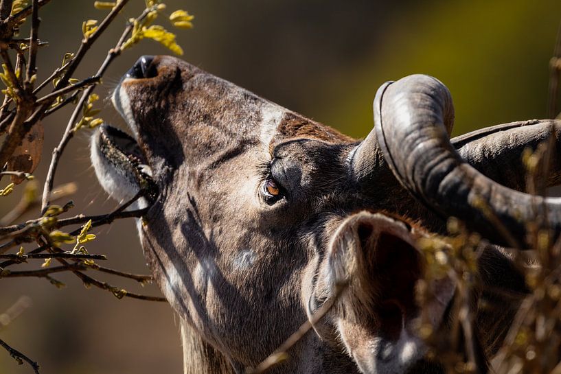 Kudu im Krüger Nationalpark von VIDEOMUNDUM