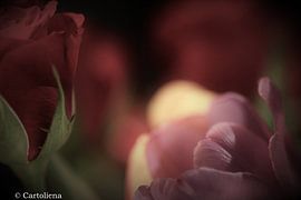 Krokus-Detail mit roter Rose von Eveline De keukelaere