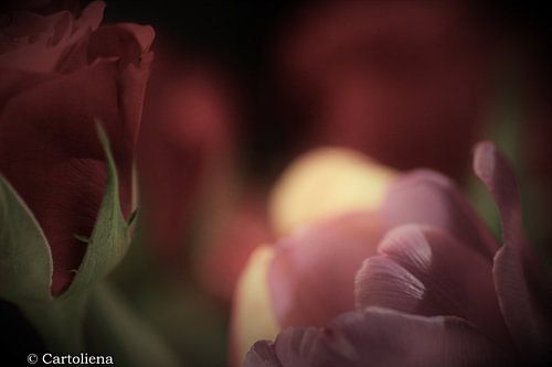 krokusje detail met rode roos