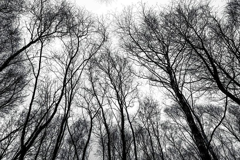 Silhouette kahle Baumkronen in Schwarz und Weiß von Wildlife Designs