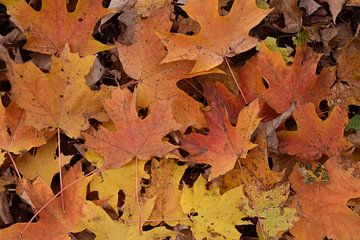 Herfstbladeren in het bos van Claude Laprise