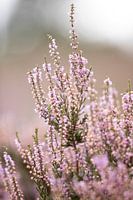 Blühende lila Heidekrautblüten auf der Veluwe.
