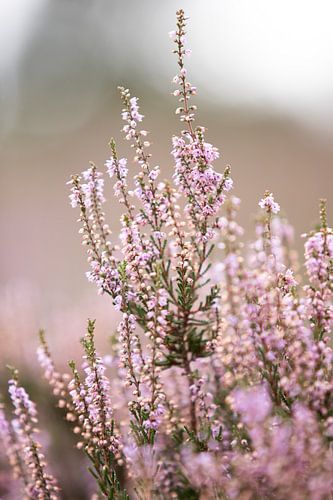 Bloeiende paarse heide bloemen op de veluwe.