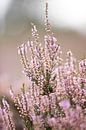 Bloeiende paarse heide bloemen op de veluwe. van Karijn | Fine art Natuur en Reis Fotografie thumbnail