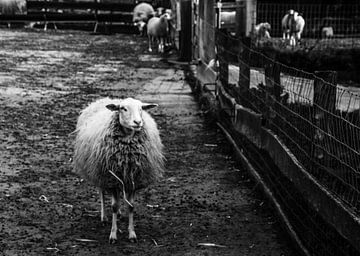 Sheep by Esther Gerritsen