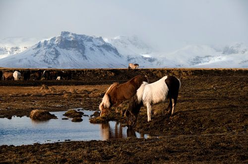 IJslandse paarden