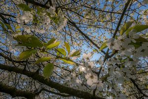 Volop bloesem sur Moetwil en van Dijk - Fotografie