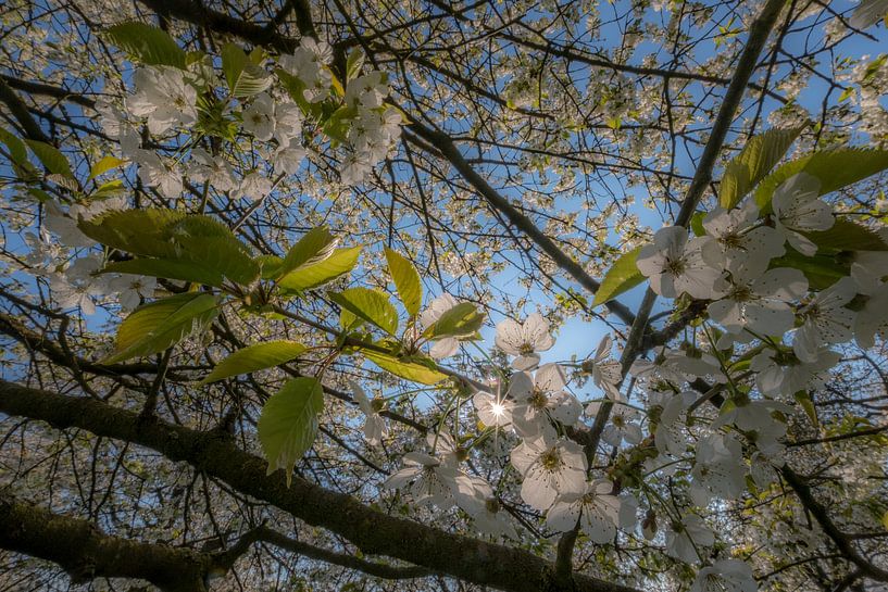 Volop bloesem by Moetwil en van Dijk - Fotografie