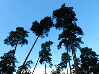 silhouetten  van  bomen 