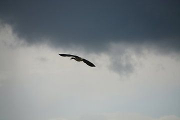 Goose on the border between light and dark