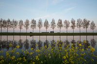 Holland