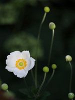 White anemone, flower and buds