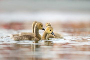 Young goslings swim together by Photo and Art