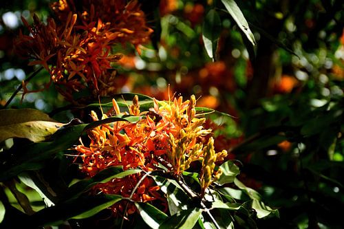 West Indian jasmine
